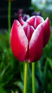 Nature Flower Tulip