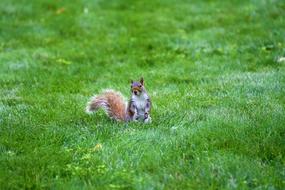 Grass Nature Hayfield
