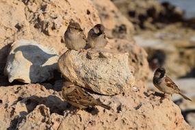 Sparrows Nature Bird