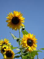 Plant Flower Sunflower