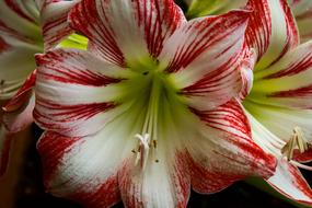 Nature Summer Flower