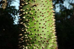 Tree-Bottle Chorizia Speciosa