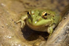 Frog Amphibious Fauna