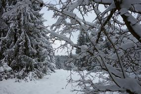 Fox Chewed Winter Snow