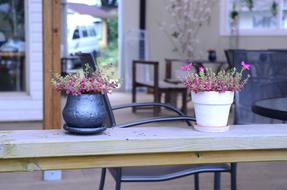 Flowers Potted Plant Bonsai