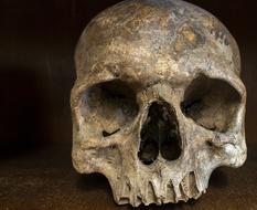 Skull Skeleton Bone old