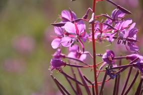 Flower Blossom Bloom