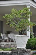 Garden Architecture Tree