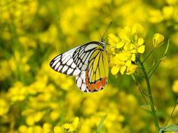 Nature Butterfly Flower