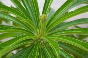 Green foliage Plant Leaf