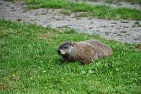 Grass Nature Outdoors