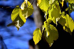 Foliage Autumn Nature