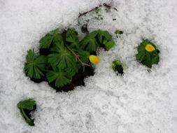 Meadow Plant Snow