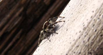 dangerous furry spider