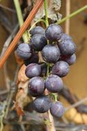 Bunch Of Grapes Fruit