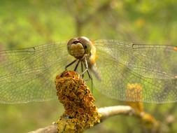 Nature Animals Dragonflies
