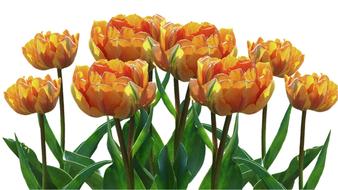 Nature Tulip Flower