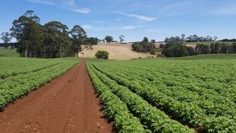 Agriculture Farm Nature