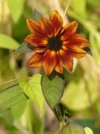 Autumn Warm Colors Red