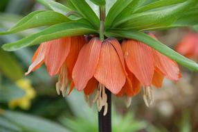 Blossom Bloom Orange