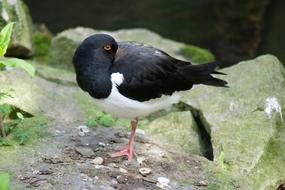 Nature Bird Animal