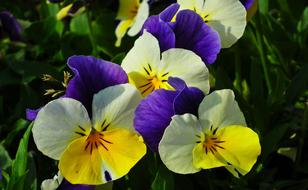 Flower Pansy Colored