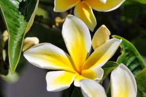 Flower Yellow Nature