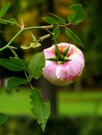 Blossom Bloom Autumn