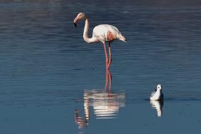 Flamingo Bird Water