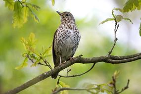 Nature Birds Wildlife