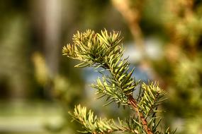 Nature Outdoors Tree