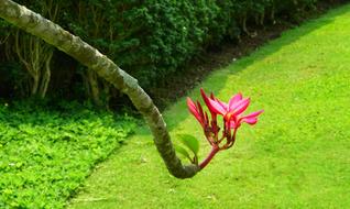 Mexican Plumeria Red flowers
