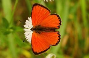 Nature Summer At The Court Of