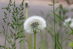 Plant Dandelion Roadside