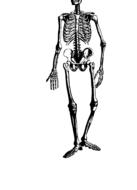 skeleton halloween spooky drawing