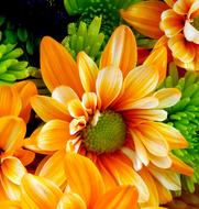 Flower Nature Garden