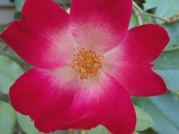 Pink Wild Rose Flower