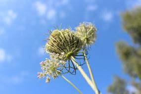 Plant Nature Blue Sky The Dome Of