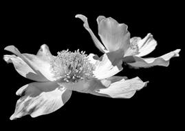 Flower Flowers Plant