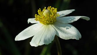 Nature Flower Anemone