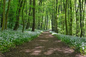 Wild Garlic On The Way Forest