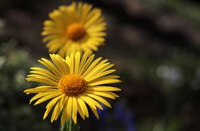 Marguerite Flower Argyranthemum frutescens