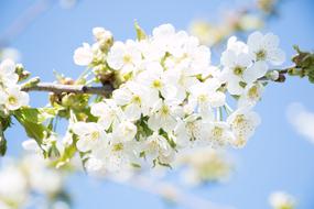 Flower Plant Cherry