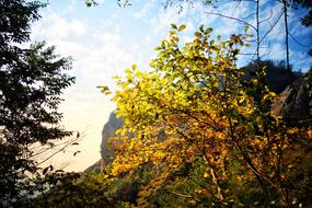 Nature Tree Landscape