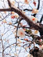 Wood Seasonal Natural