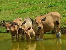 Cattle Cow Pond