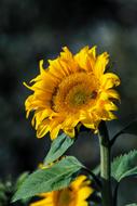 Sunflower Nature Yellow