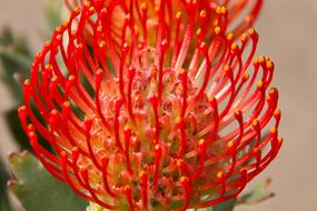 Plant Nature Close Up