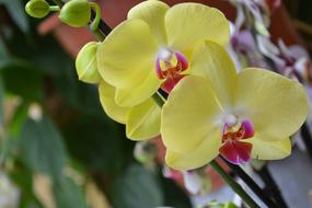 Flower Yellow Orchid Decorative