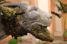 Nature Close Up Animal